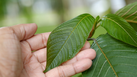 Kratom Guide for Beginners