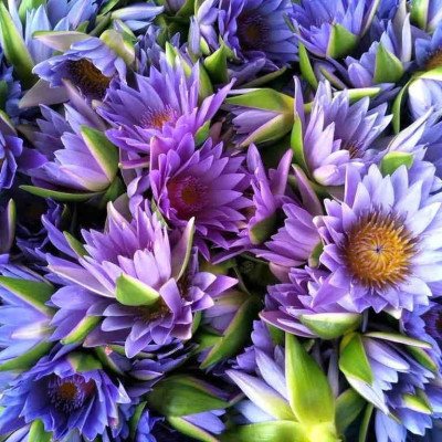 Blue Lotus Fresh Flowers Blue Lotus Fresh Flowers