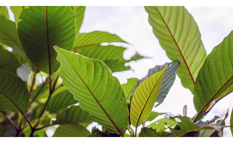 Was ist Kratom – Der ultimative Leitfaden zu Nutzen, Sorten und Anwendungsmöglichkeiten