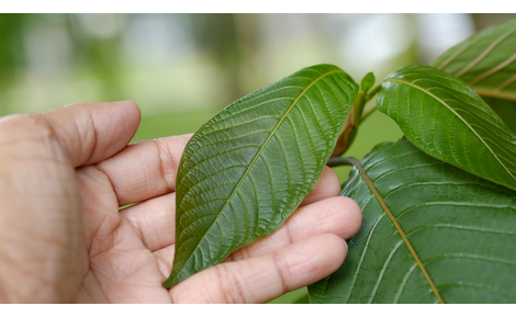 Kratom Guide for Beginners