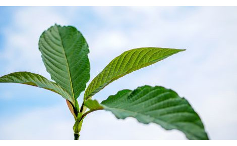 Best Kratom Type for You? Red, Green, or White?