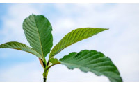Best Kratom Type for You? Red, Green, or White?
