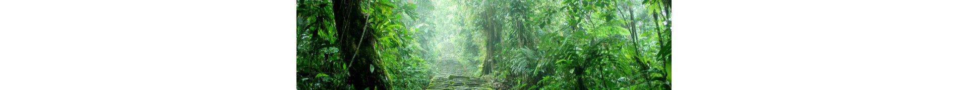Thai Kratom