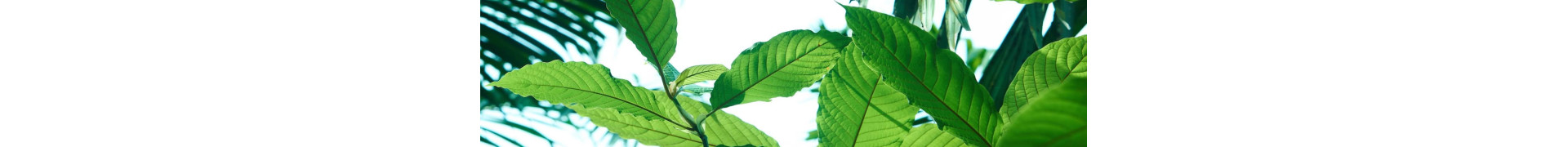 Buy Kratom