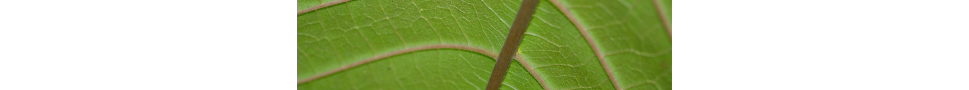 Red Vein Kratom