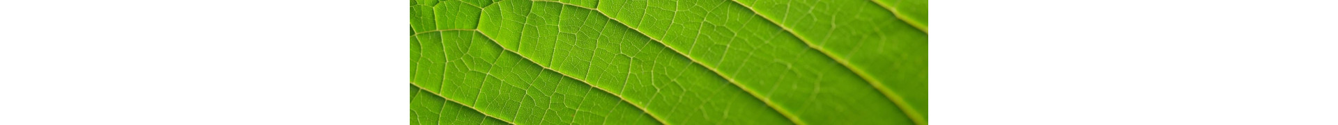 Green Vein Kratom