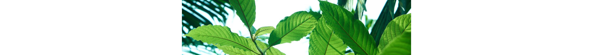 Specialty Kratom