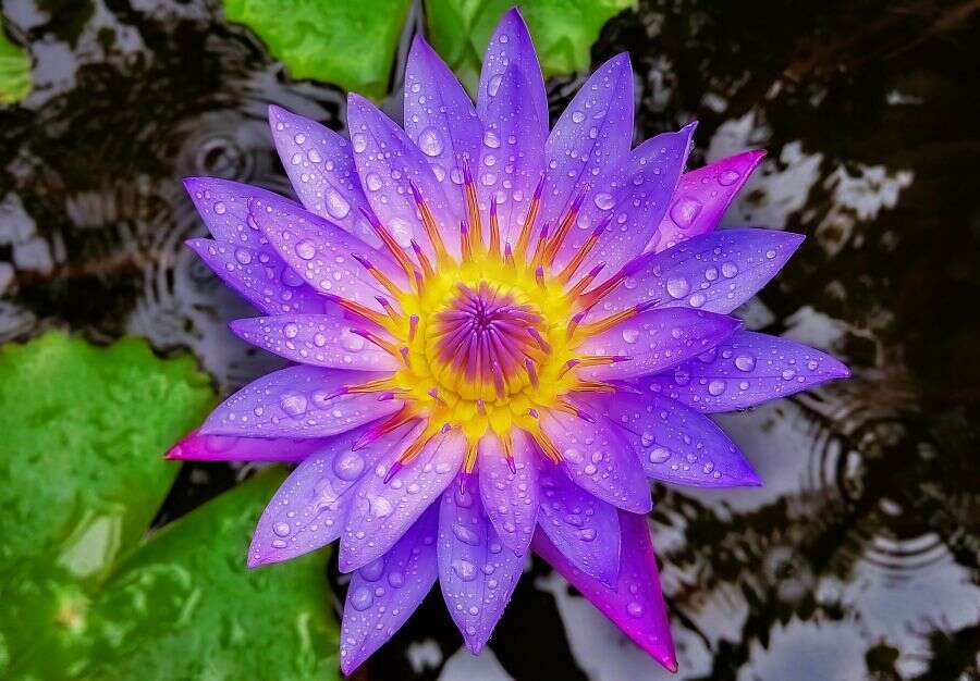 Blue Lotus Flower in water