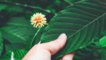 Is Kratom really sustainable?