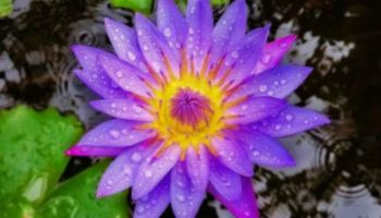 Blue Lotus - Egyptian wonder plant