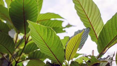 What is Kratom – The Ultimate Guide to Benefits, Strains, and Uses