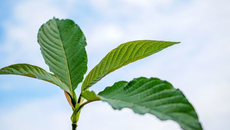Best Kratom Type for You? Red, Green, or White?